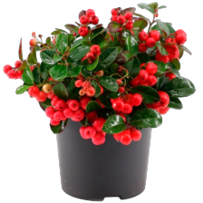 Gaultheria